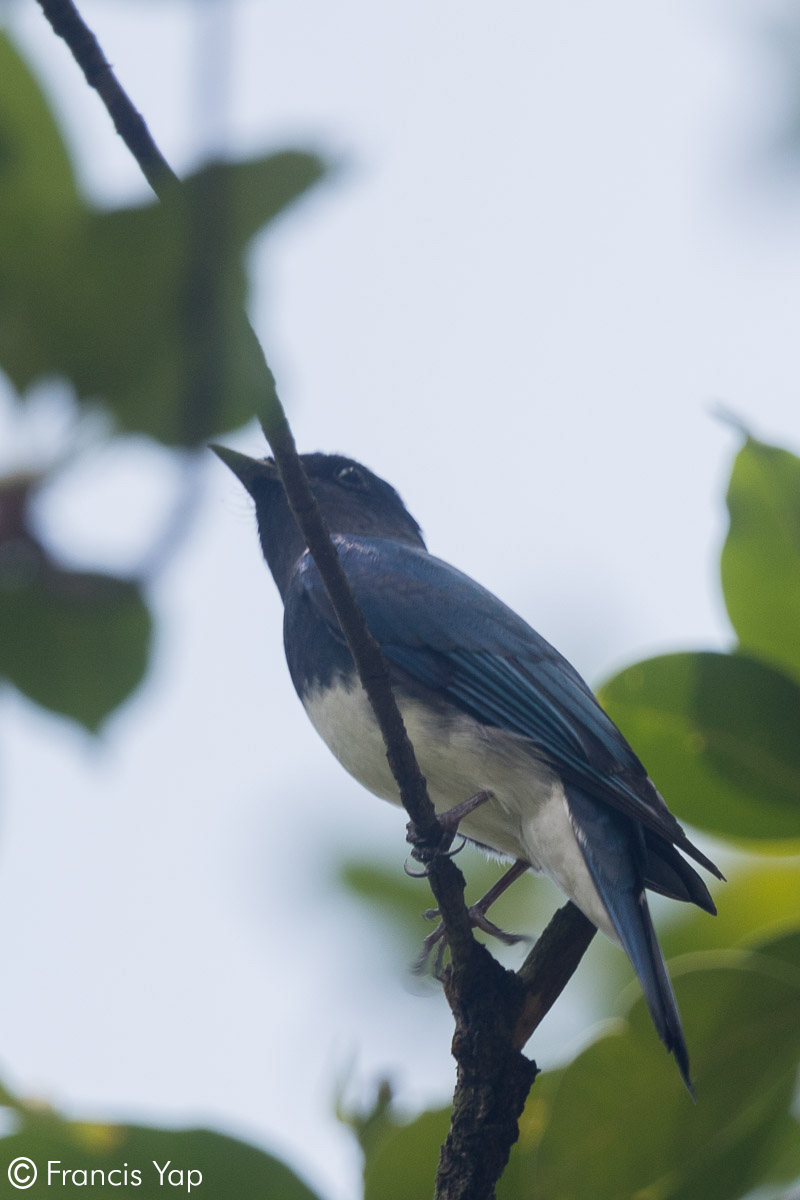 Cyanoptila cumatilis